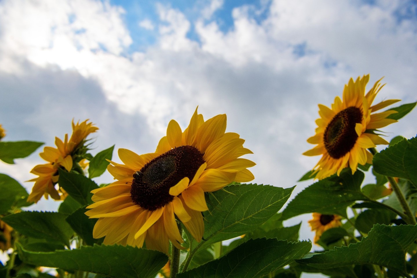 Sonnenblumen blühen vor einem wolkenverhangenem Himmel. In den kommenden Tagen soll das Wetter hochsommerlich warm werden.