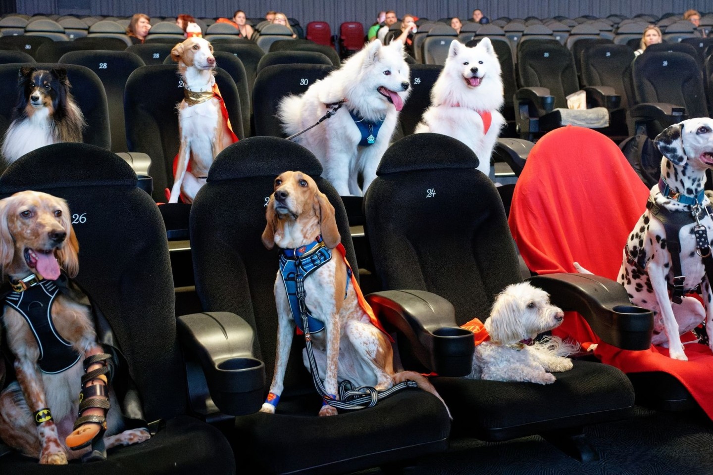 Sogenannte Petfluencer, also Tiere mit reichweitenstarken Accounts, sitzen vor Beginn der Vorführung des Films «DC League of Super-Pets» in einem Kölner Kino.