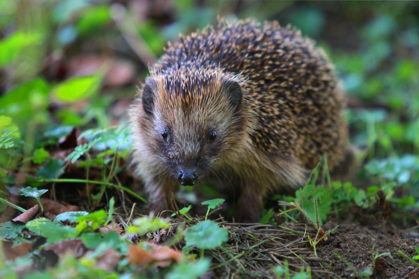 Igel finden derzeit wegen der Trockenheit nur wenig Nahrung.