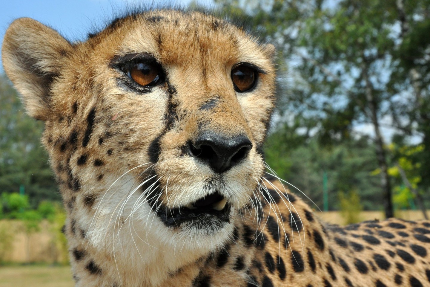 Vor rund sieben Jahrzehnten sind die letzten in Indien lebenden Geparden gestorben - nun versucht das Land, die Raubkatzen wieder anzusiedeln.