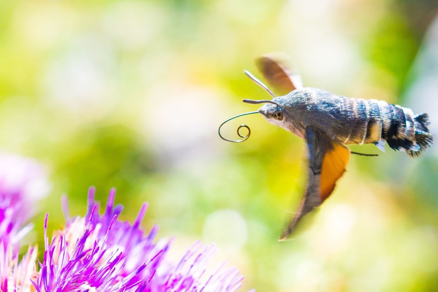 Viele der gen Süden ziehenden Insekten sind bekannte Gartenbewohner - so auch das Taubenschwänzchen.