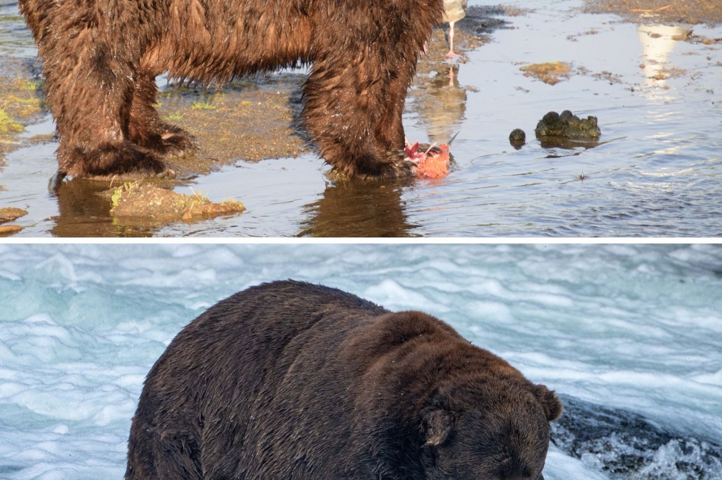 Schlank ist der massige Braunbär Nummer 747 mit dem Spitznamen «Jumbo Jet» am 25. Juni 2022 im Katmai-Nationalpark in Alaska; fett geworden ist er, wie man am 6. September 2022 erkennen k...