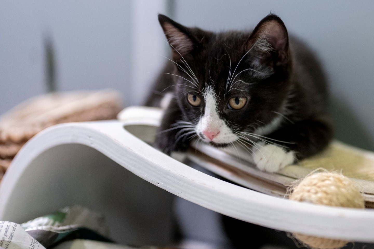 Eine junge Katze liegt in ihrem Gehege im Berliner Tierheim.