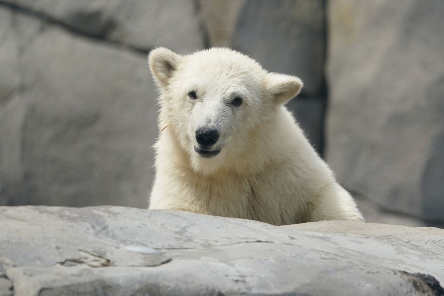 Die kleine Eisbärin läuft durch die Außenanlage im Eismeer im Tierpark Hagenbeck.