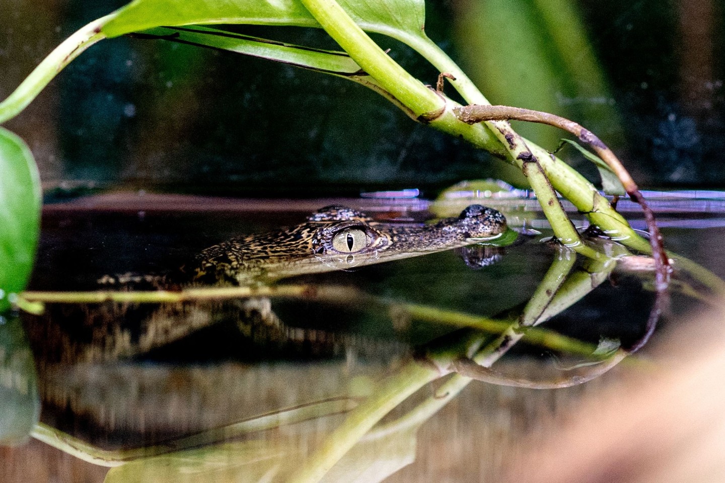 Ein Beulenkrokodilbaby schwimmt in der Tropenhalle des «Seelter Reptilienhuus», einem privat geführten Zoo im niedersächsischen Saterland, durch das Wasser.