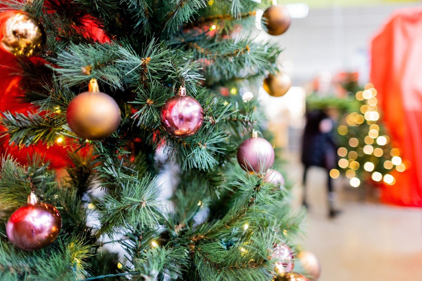 Weihnachten ohne Weihnachtsbaum ist für viele undenkbar. Doch der ökologische Fußabdruck einiger Arten ist ziemlich groß.