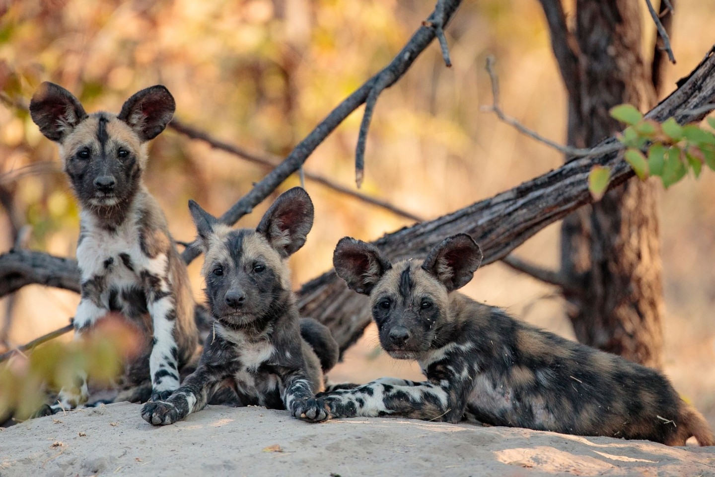 Die Forscher fanden heraus, dass die beobachteten Wildhunde in Botsuana ihren Nachwuchs im Schnitt rund drei Wochen später bekommen als noch zu Beginn des Untersuchungszeitraums vor 33 Jah...