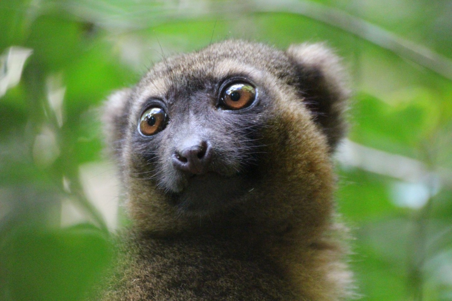 Ein vom Aussterben bedrohter Goldener Bambuslemur (Hapalemur aureus) sitzt im Nationalpark Ranomafana im Südosten Madagaskars in einer Bambusstaude.