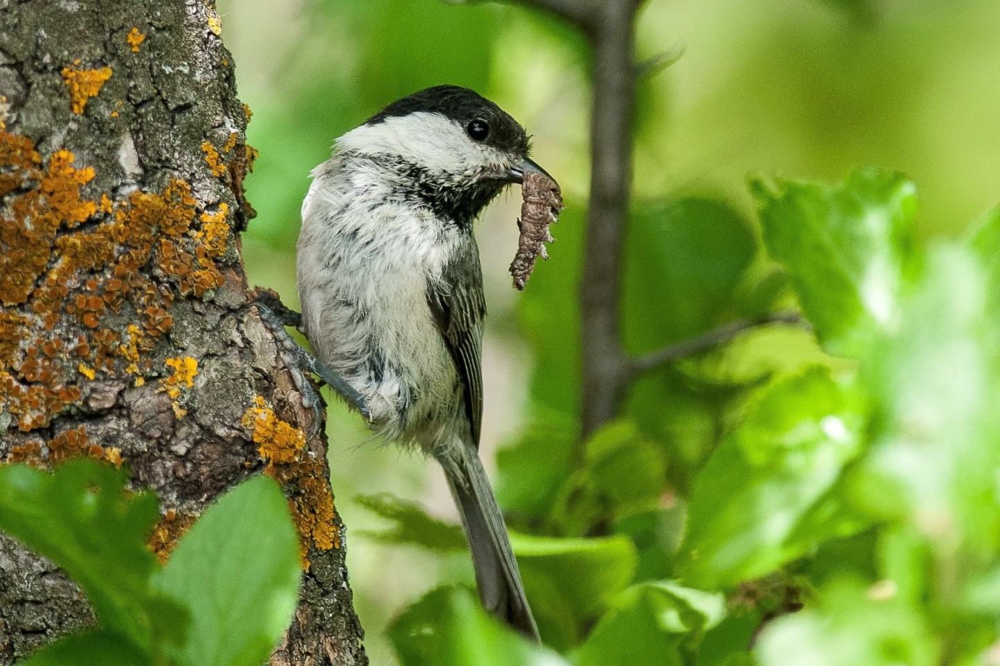 Eine Weidenmeise (Poecile montanus). Der Rückgang der Vogelbestände ist laut der Studie nicht gleichmäßig verteilt. Vögel, die Ackerland als Lebensraum bevorzugen, sind mit einer Reduzi...