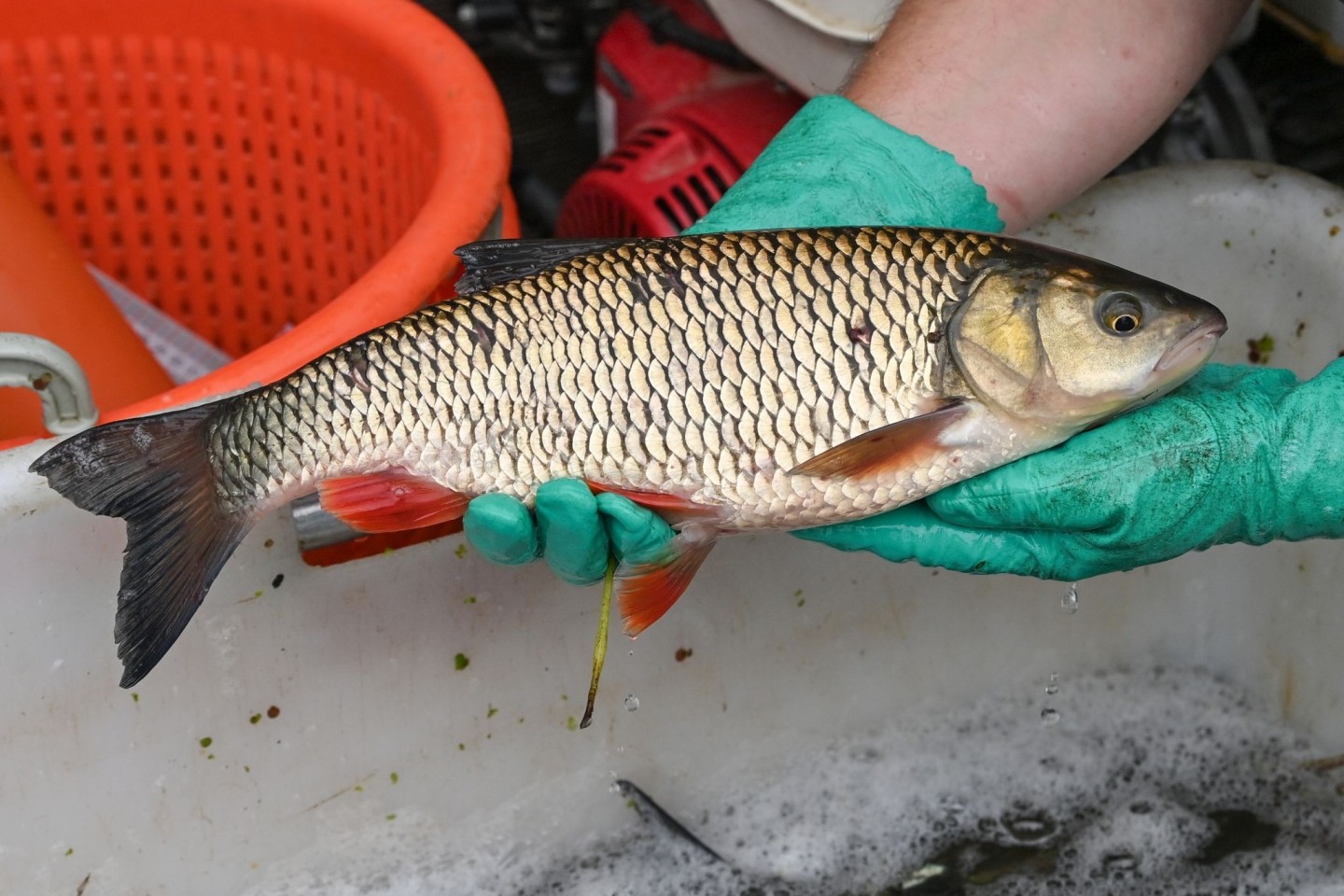 Die Fische erholen sich - ein lebender Döbel aus der Oder.