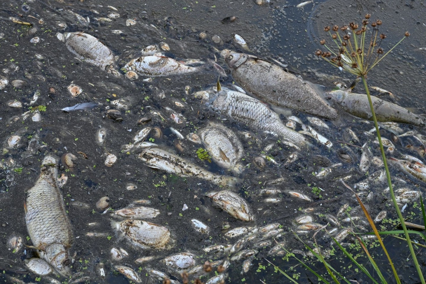 Tote Fische in der Oder.