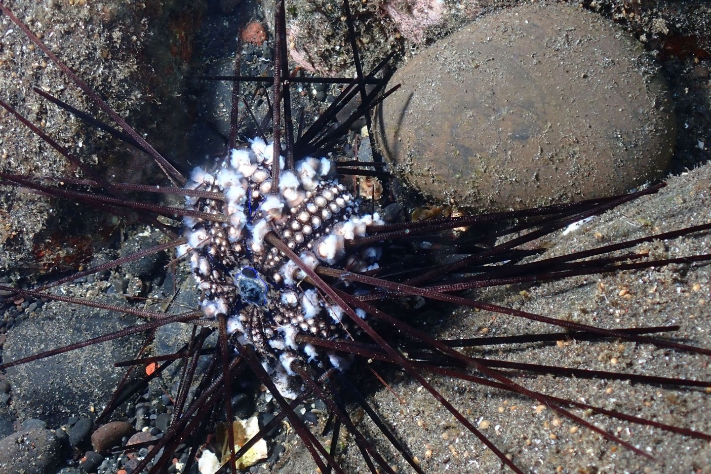 Ein infizierter Seeigel auf der Insel La Réunion.