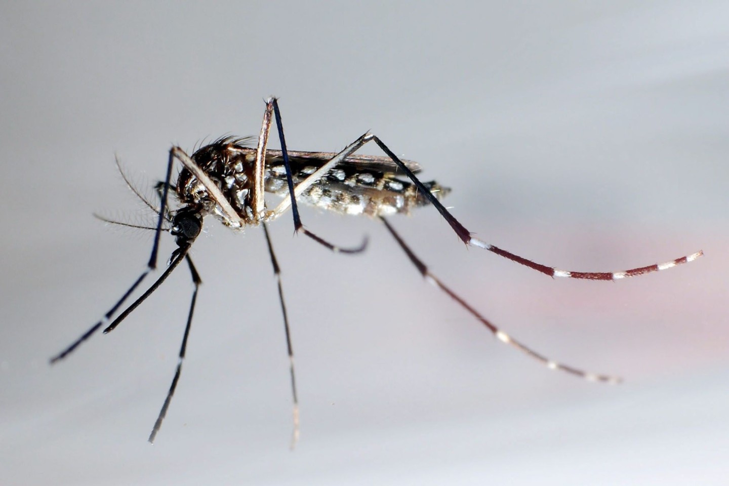 Die Gelbfiebermücke überträgt verschiedene Krankheiten, darunter die Dengue-Viren.