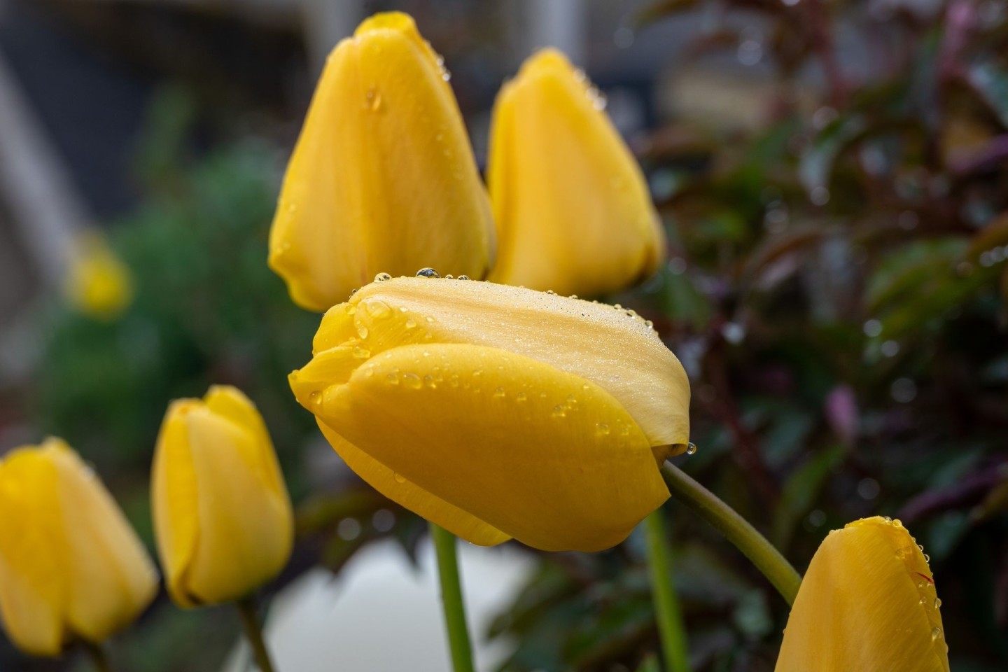 Tautropfen glänzen am Morgen auf noch geschlossenen Tulpen in Trier.