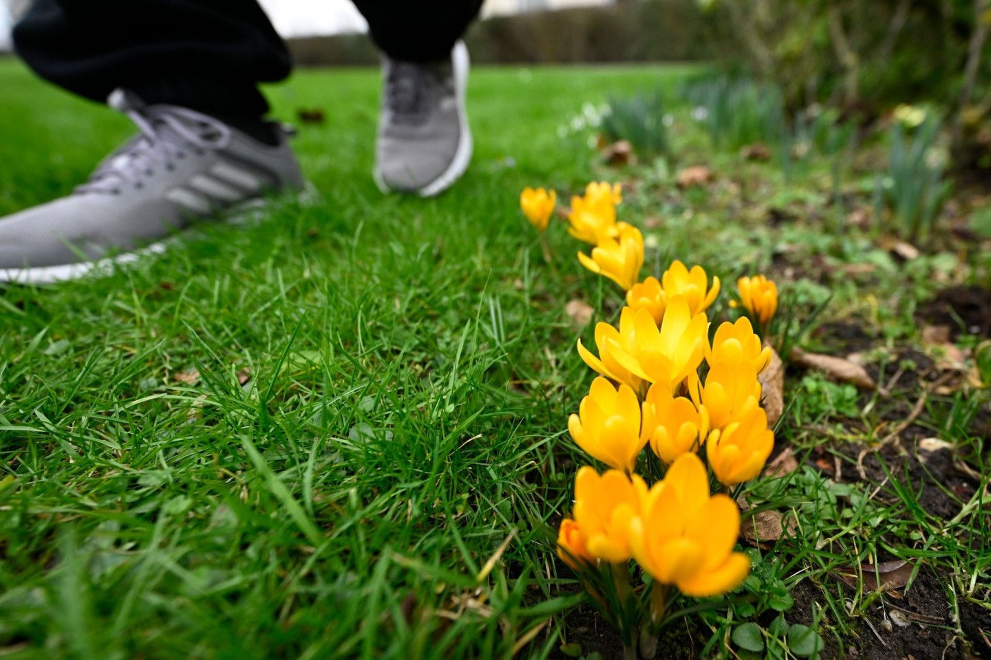 Wilder Krokus blüht am Rande einer Wiese in Köln.