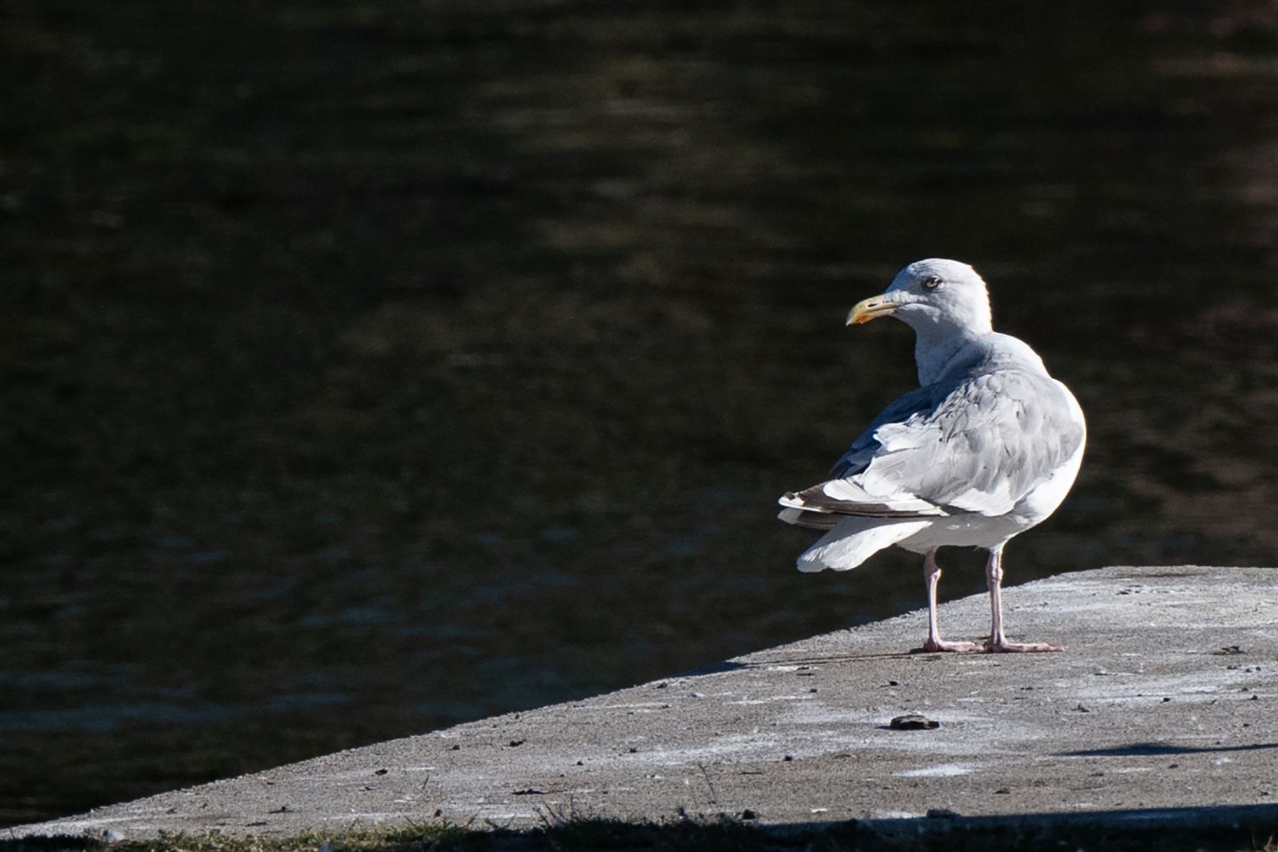 Eine Möwe sitzt auf einem Steg an der Spree in Berlin.