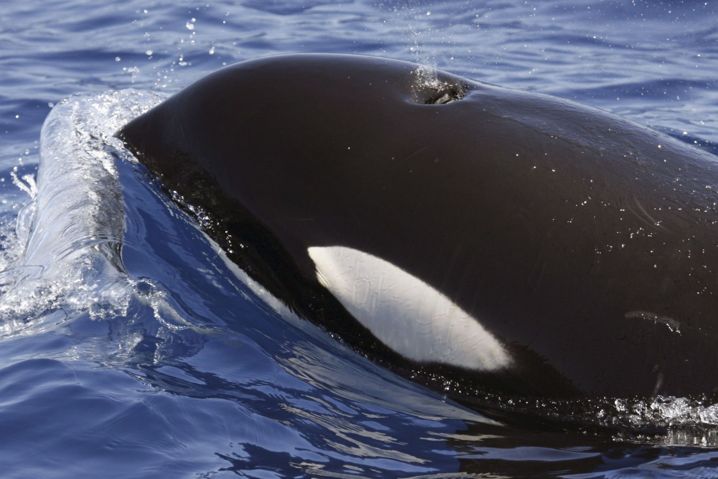 Ein Orca (Schwertwal) im Meer vor Lanzarote.