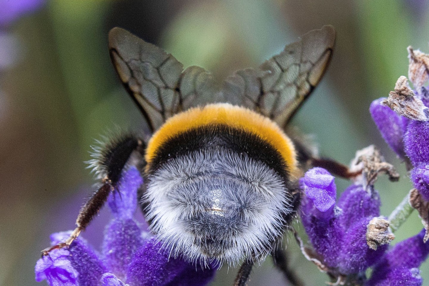 Am Freitag startet die zweite Runde der diesjährigen bundesweiten Mitmachaktion «Insektensommer» des Naturschutzbunds Deutschland (Nabu)