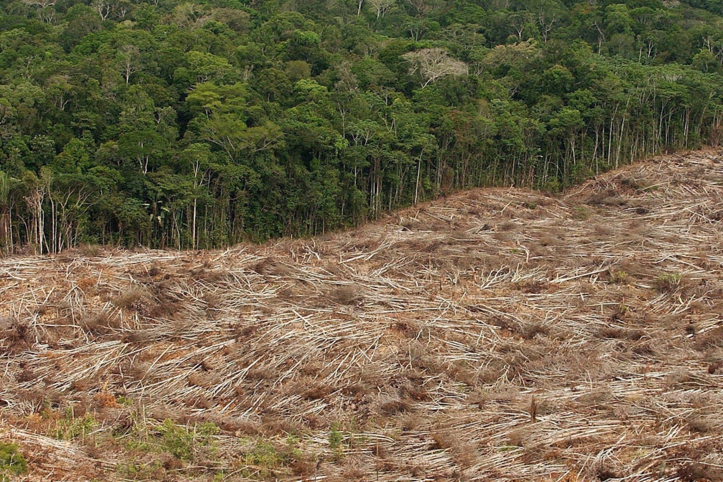 Gefällte Bäume liegen am Rande des Urwaldes in der Amazonasregion in Brasilien.