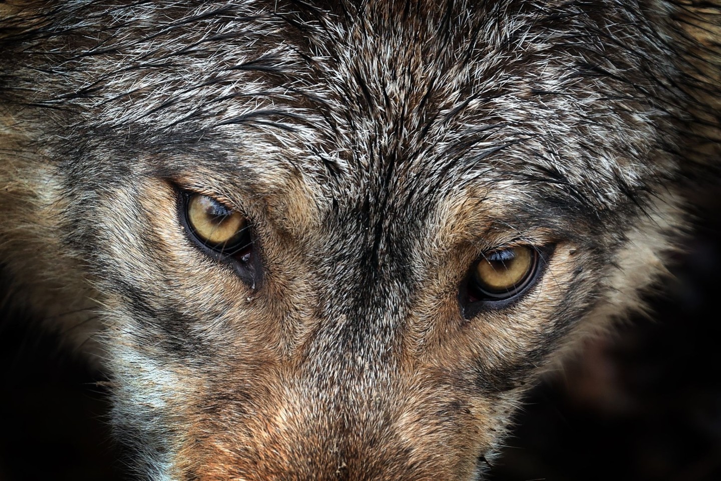 Ein Wolf in einem Wildpark in Bad Mergentheim in Baden-Württemberg (Symbolbild).