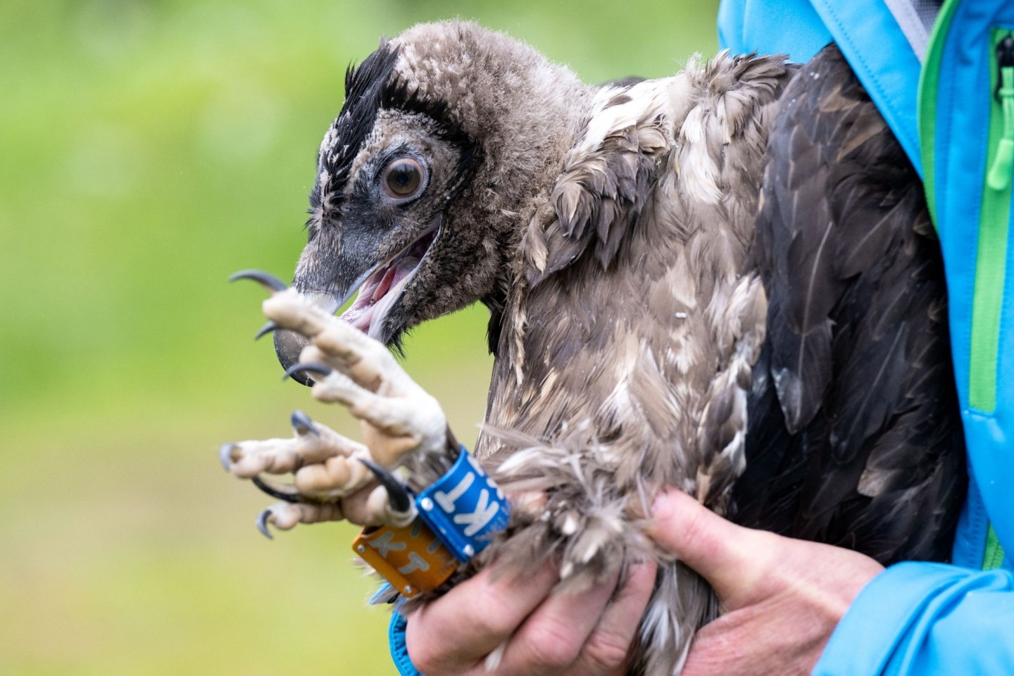 Einen Tag nach Bartgeier Sisi ist auch das junge Geiermännchen Nepomuk im Nationalpark Berchtesgaden zu seinem ersten Flug gestartet.