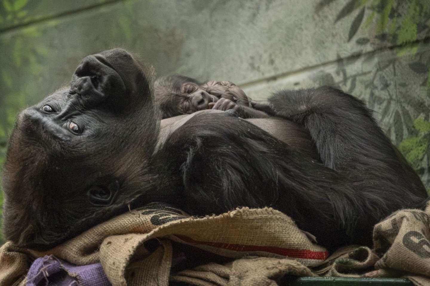 Die Westliche Flachlandgorilla-Dame Mjukuu kuschelt mit ihrem Baby.