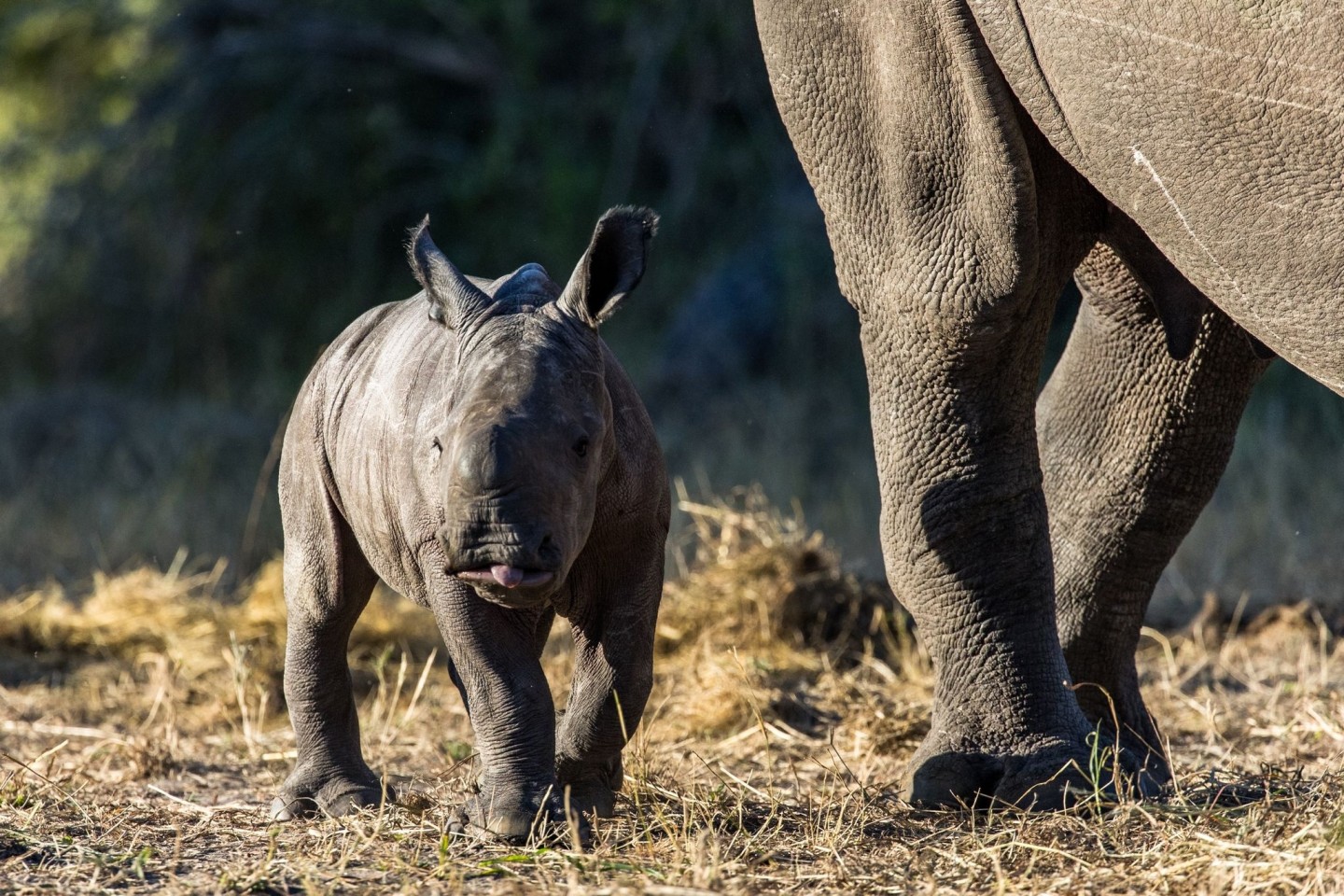 Ein Nashornkalb im Zinave Nationalpark. Mehr als 40 Jahre nach der Ausrottung von Nashörnern in Mosambik, sind die ersten 19 der grauen Riesen wieder in das Land im südlichen Afrika eingef...