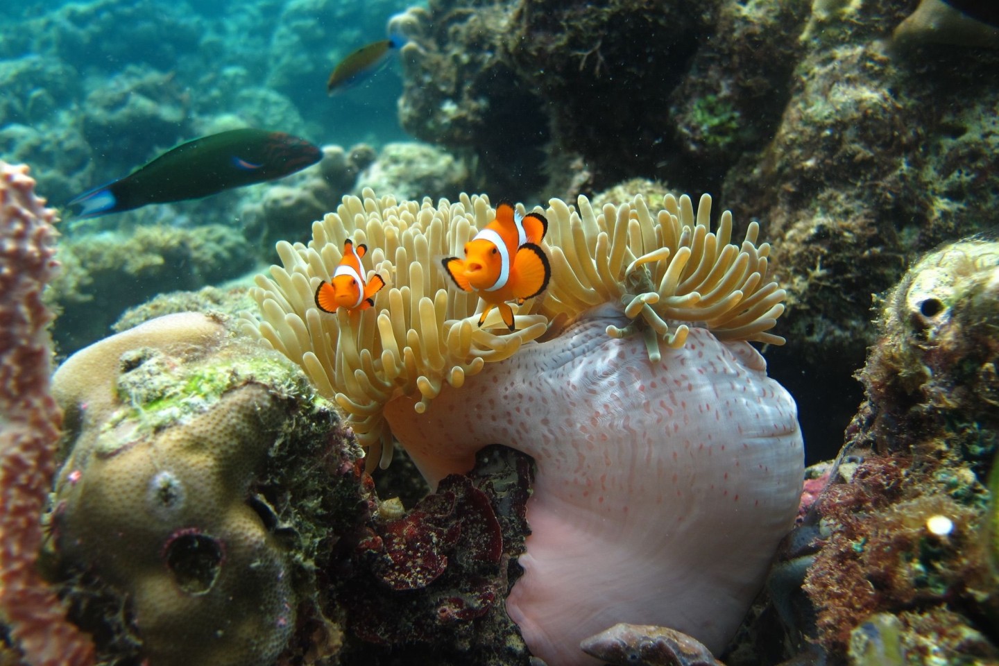 Clownfische leben auf Seeanemonen.