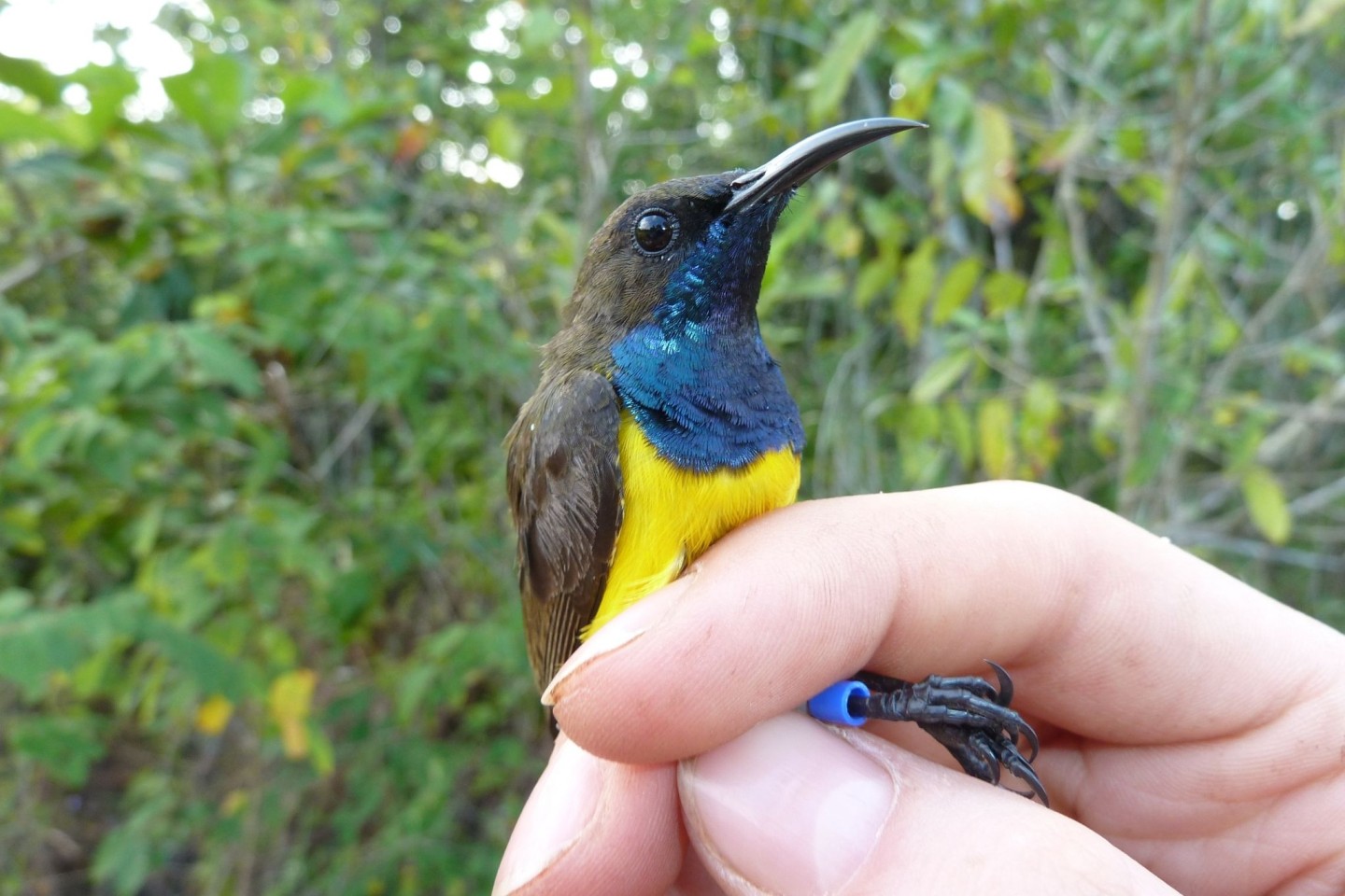 Ein männlicher Wakatobi-Nektarvogel (Cinnyris infrenatus).