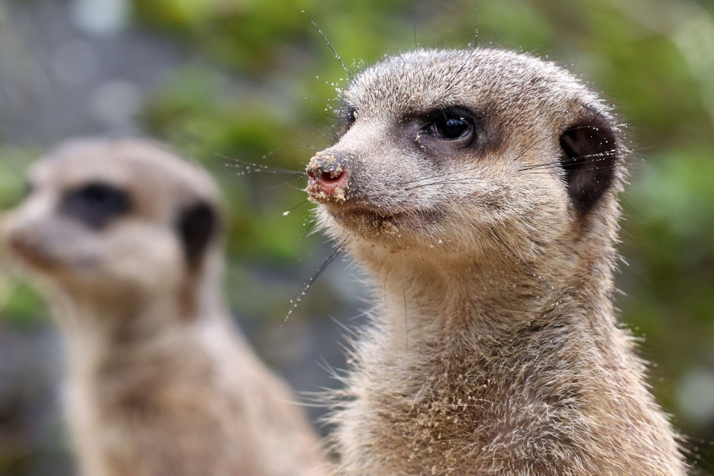 Der neue Familienclan besteht aus einem Weibchen und drei Männchen.