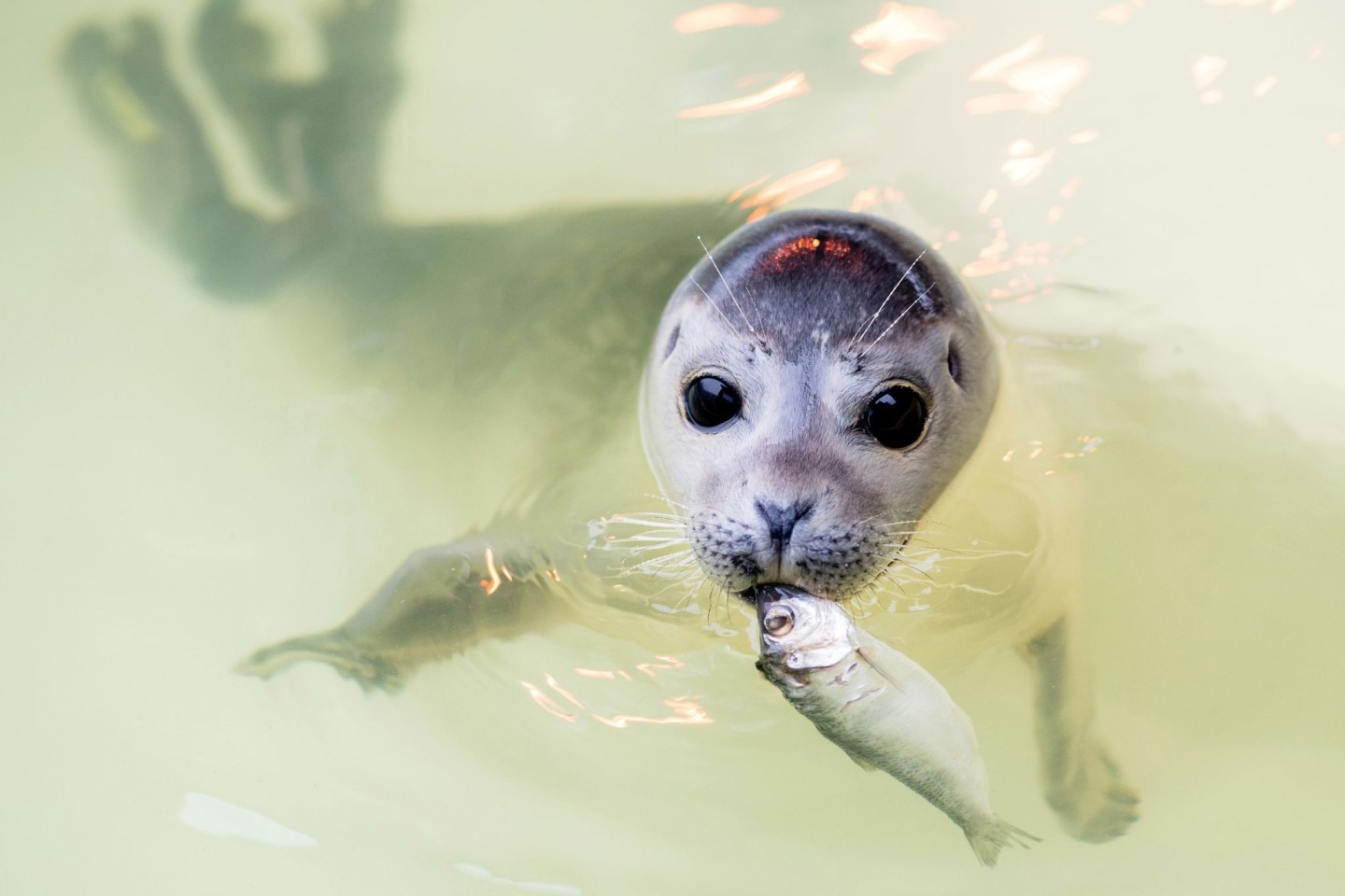 Der junge Seehund Ouzo schwimmt mit einem Fisch im Maul durch ein Becken der Seehundstation in Norddeich.