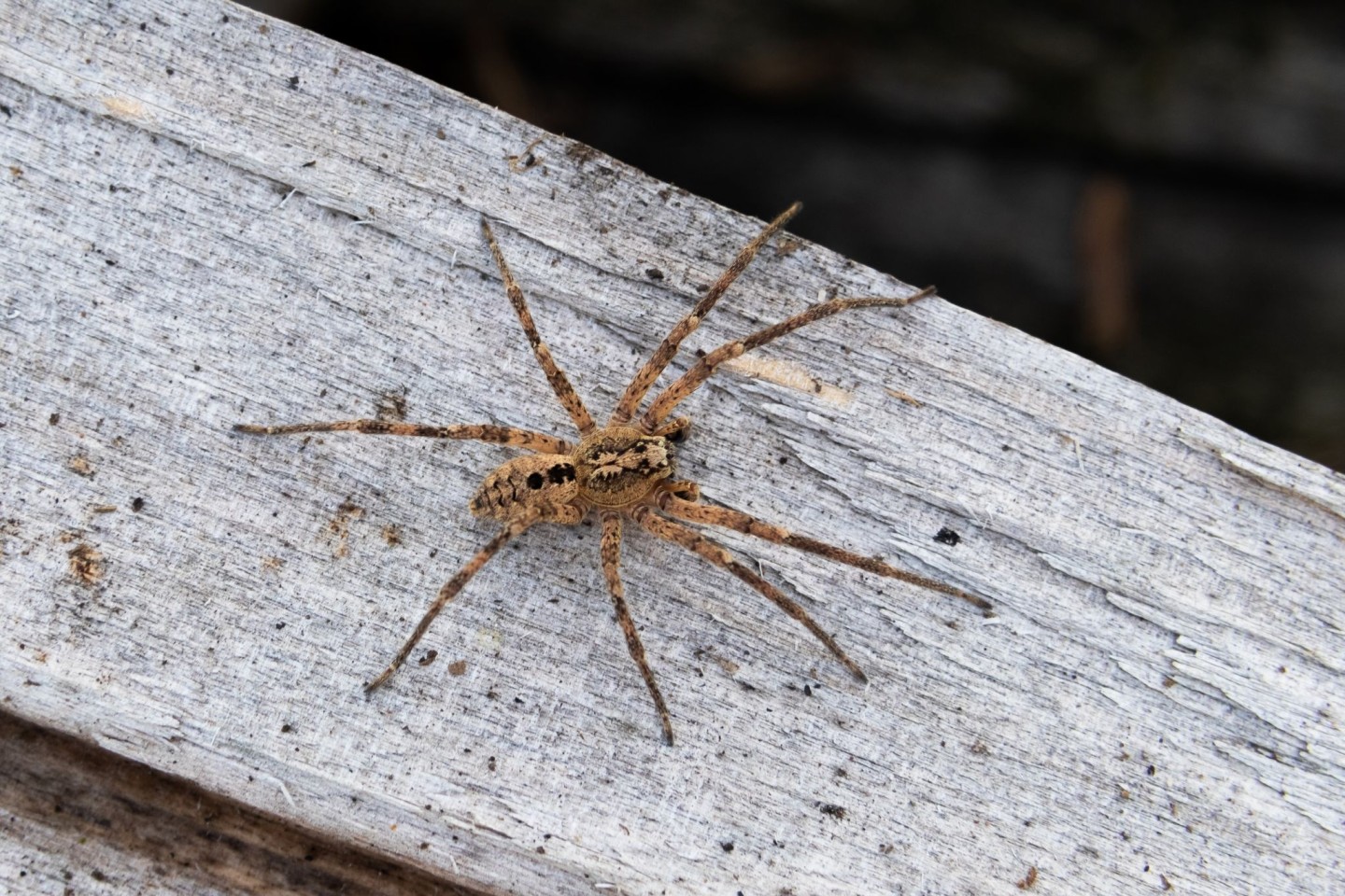 Die Nosferatu-Spinne wird inzwischen auch aus Niedersachsen gemeldet.