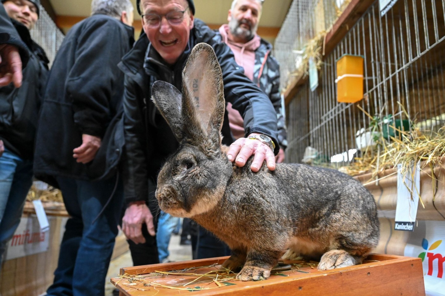 Ein Züchter präsentiert auf der Bundeskaninchenschau in Kassel einen Deutschen Riesen.