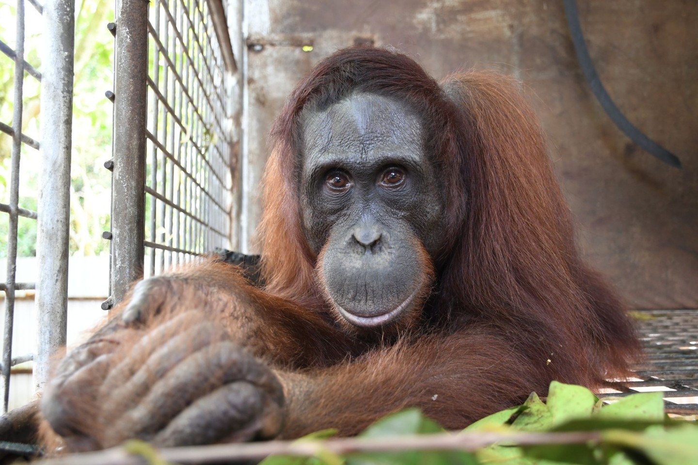 Orang-Utan Gonzales. BOS hat vor wenigen Tagen den 500. Menschenaffen im Nationalpark Bukit Baka Bukit Raya in Zentral-Kalimantan, dem indonesischen Teil von Borneo, ausgewildert.