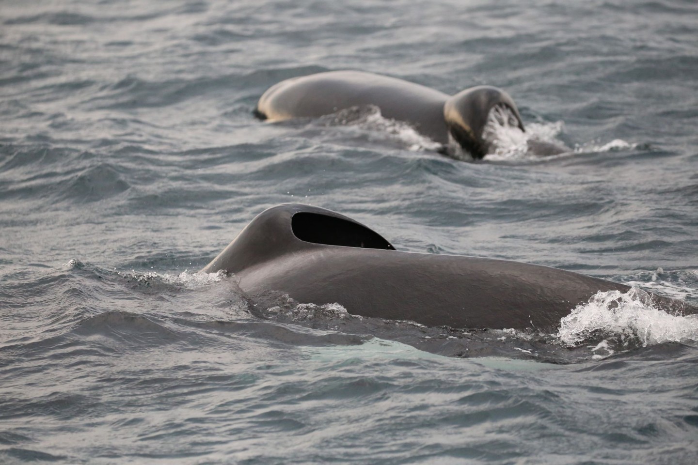 In Südafrika vertreibt und tötet ein Orca-Pärchen Weiße Haie.