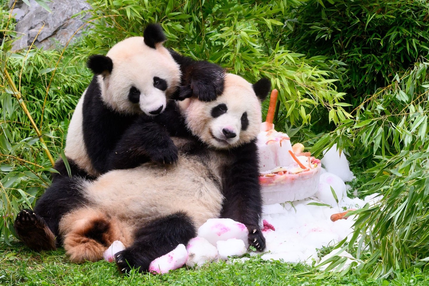 Eine Torte aus Eis, Gemüse und Früchten gibt es anlässlich ihres vierten Geburtstags für die Pandabären Pit und Paule im Berliner Zoo.