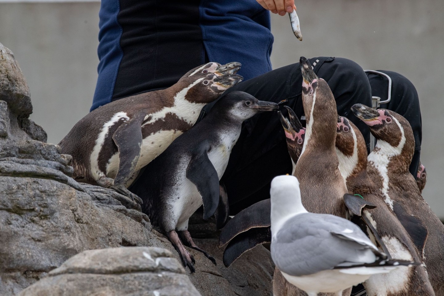 Die Pinguinanlage auf dem Dach des Ozeaneums in Stralsund.