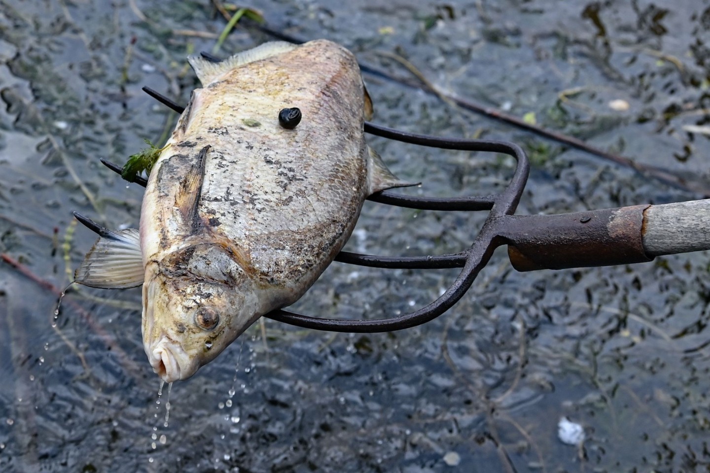 Mit einer Forke werden die toten Fische eingesammelt.