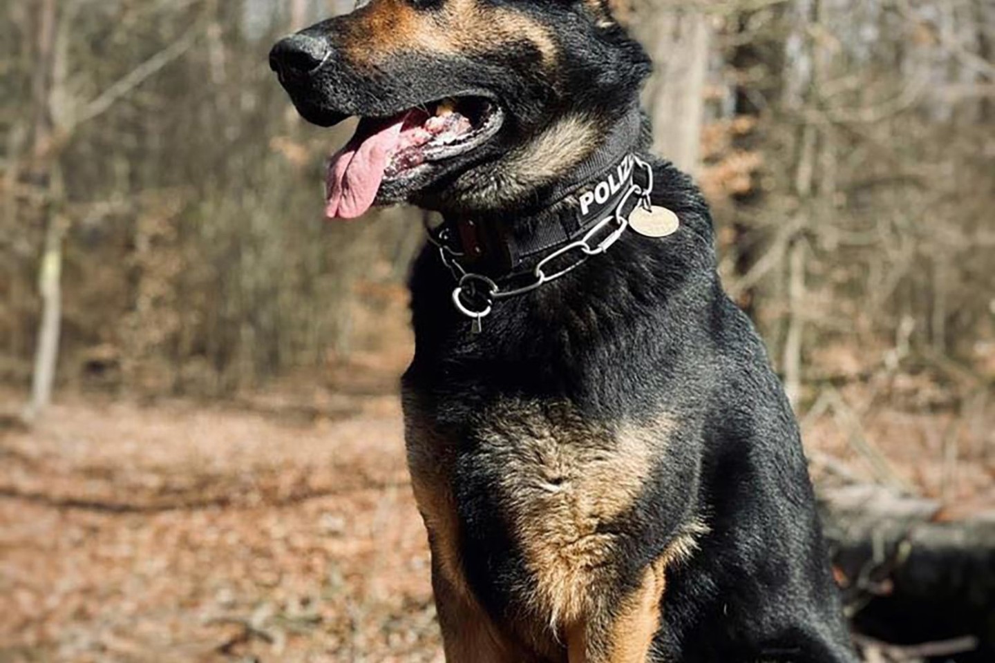 Der Schäferhund Drago ist gebissen worden - von einem Mann.