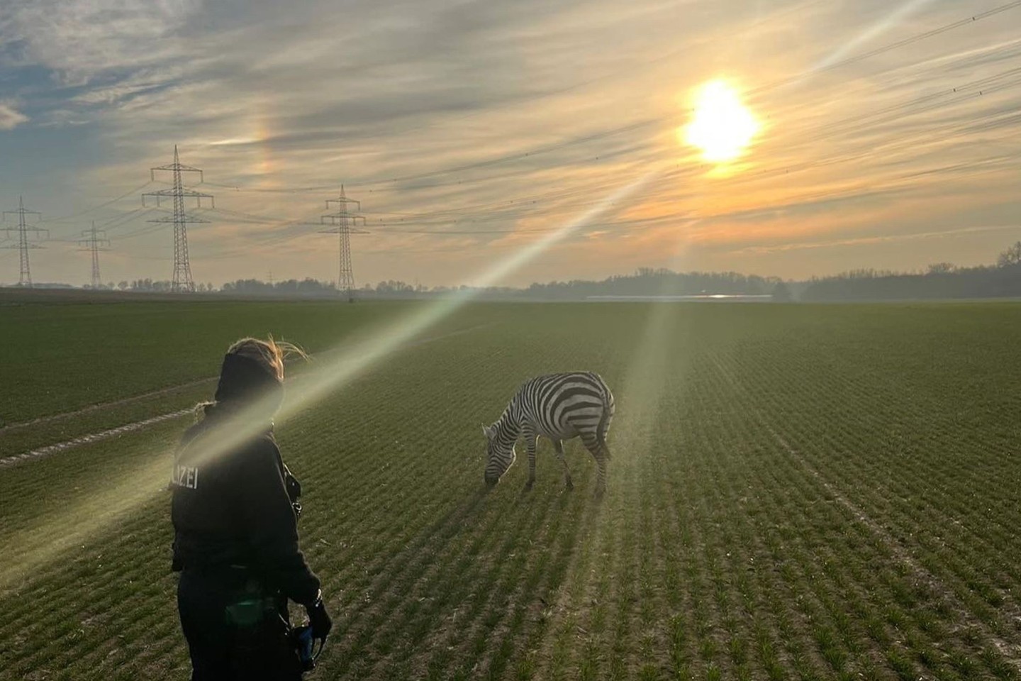 Friedlich grast das Zebra auf einem Feld in Ober-Erlenbach (Hochtaunuskreis).