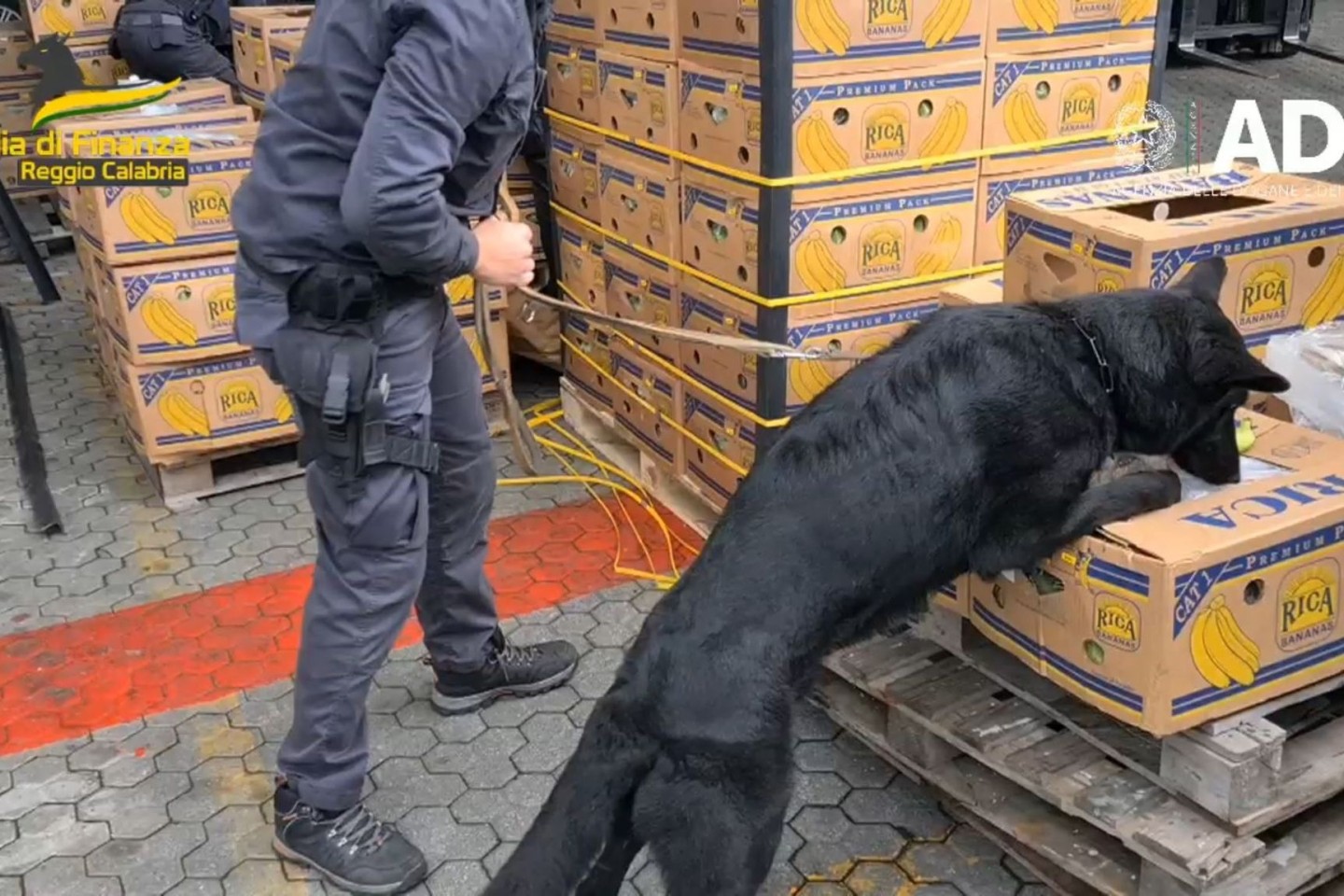 Ein Hund der Polizei erschnüffelt Kokain, das zwischen Bananenkisten versteckt wurde.