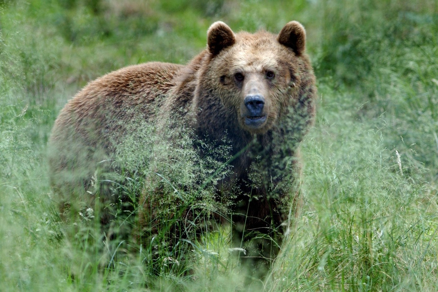 Ein Braunbär steht im hohen Gras. (Archivfoto)