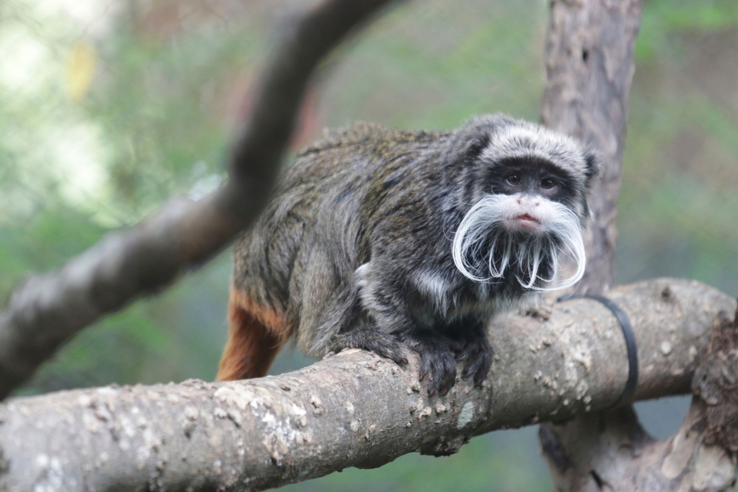 Ein Kaiserschnurrbart-Tamarin, der im Zoo in Dallas lebt.