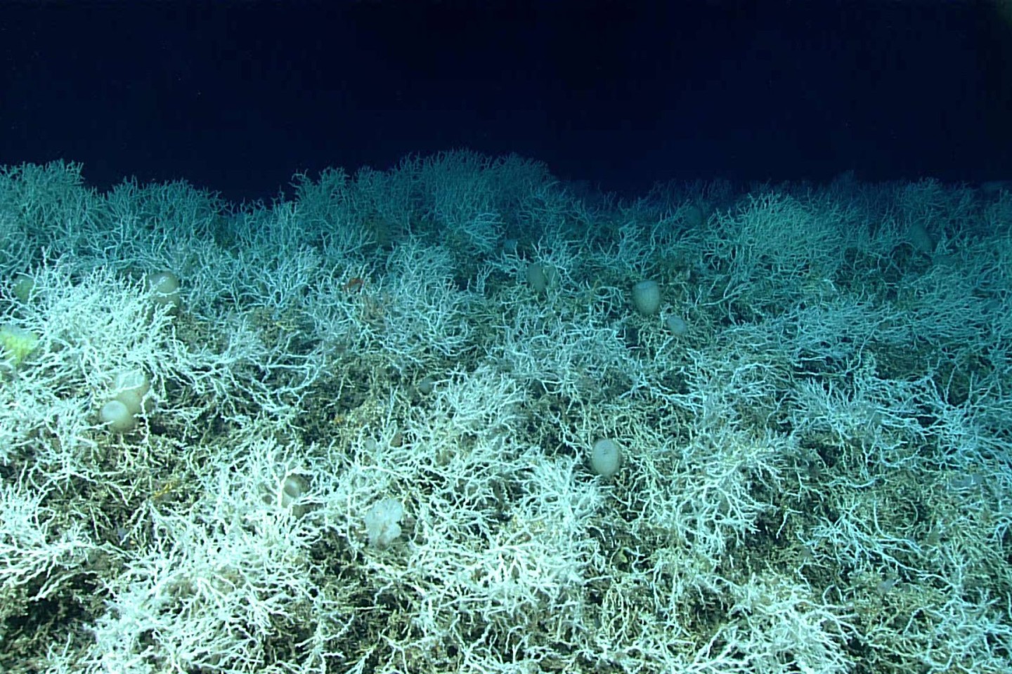 Dichte Felder von Lophelia pertusa, einer riffbildenden Koralle, sind auf den Hügeln des Blake-Plateaus zu finden.