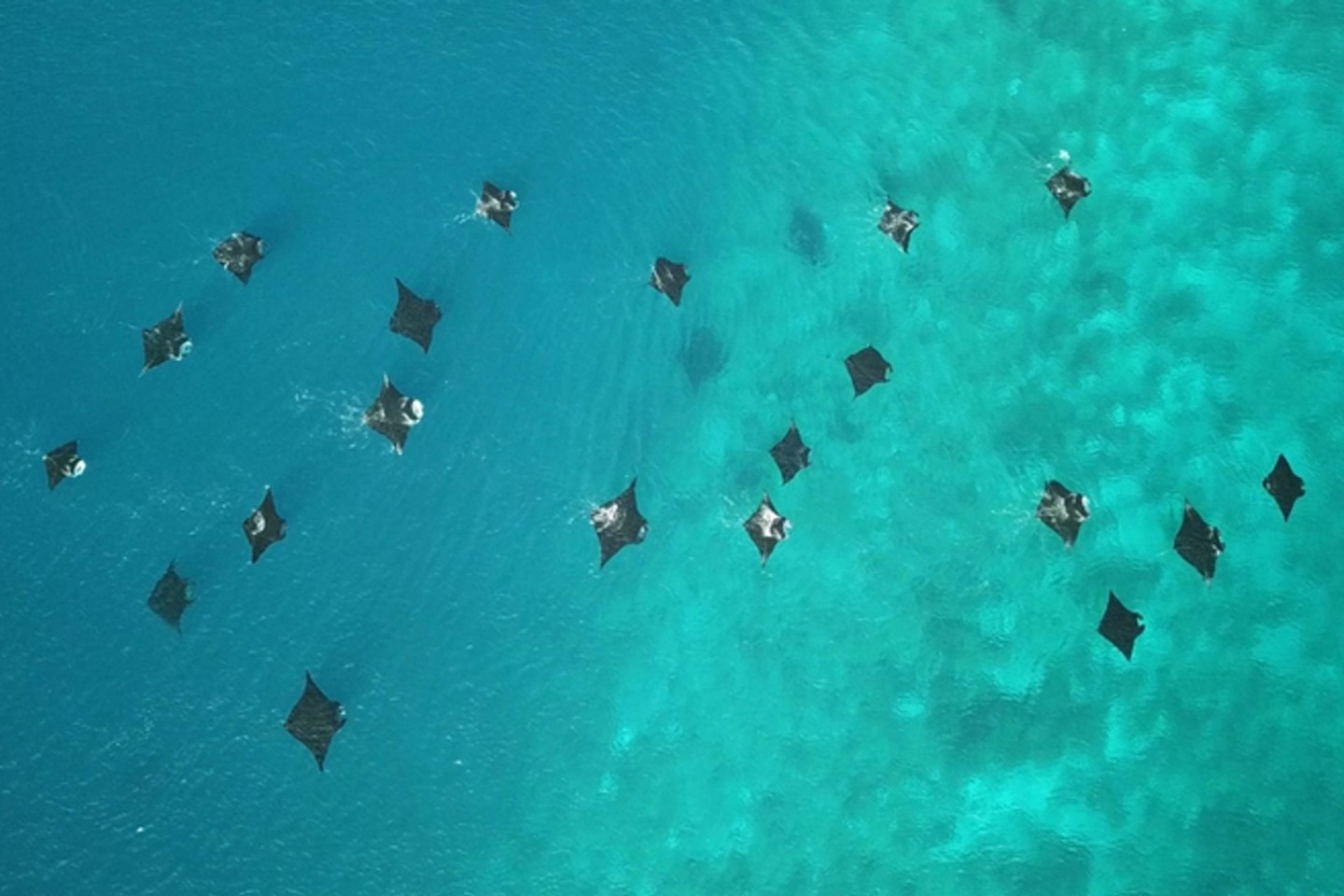 Riffmantas im Meer vor dem Inselparadies Raja Ampat. Rund um das abgelegene Archipel im Indopazifik haben die Tiere ihr Paradies gefunden.