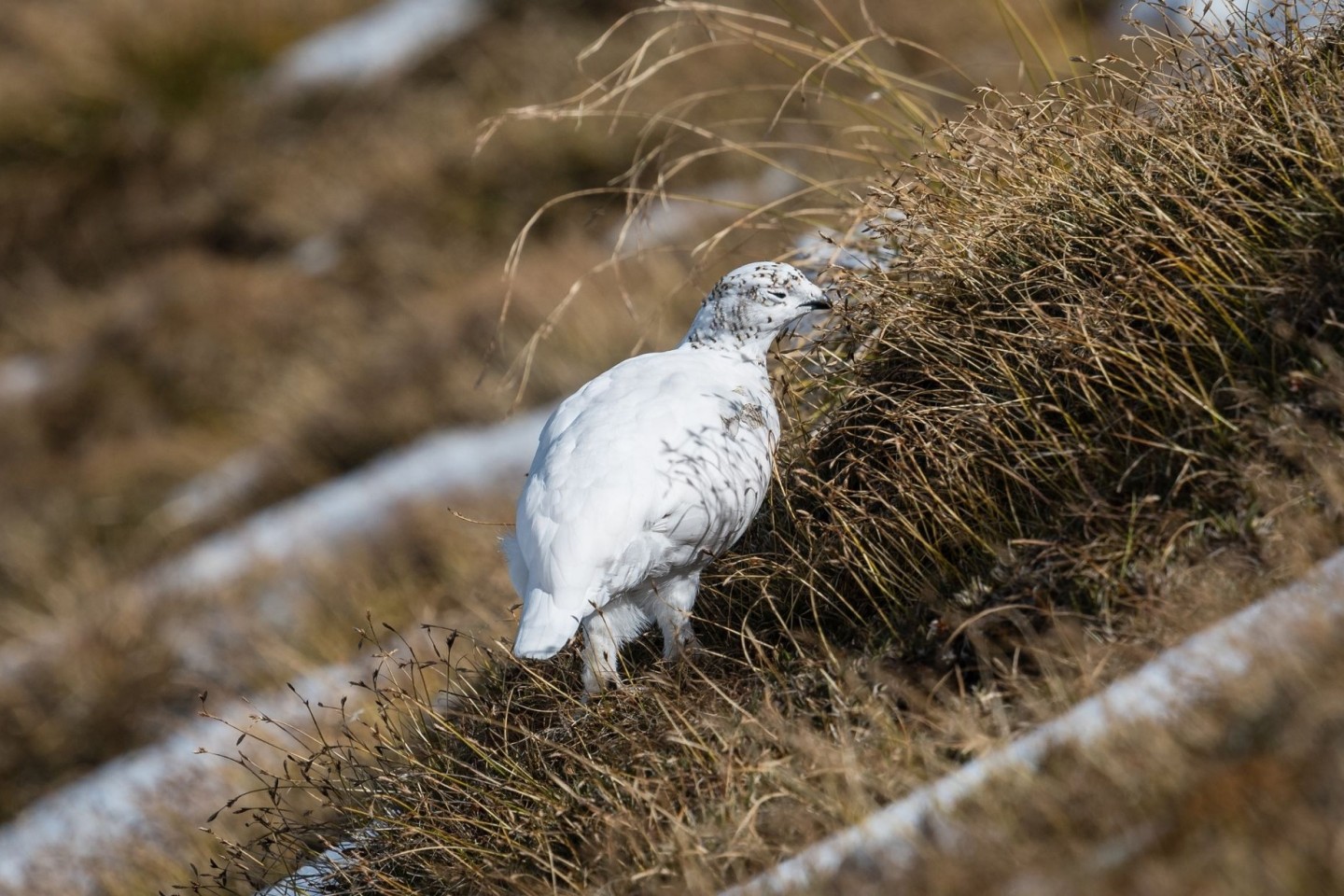 Besonders Alpenschneehühner sind von milden Wintern bedroht.