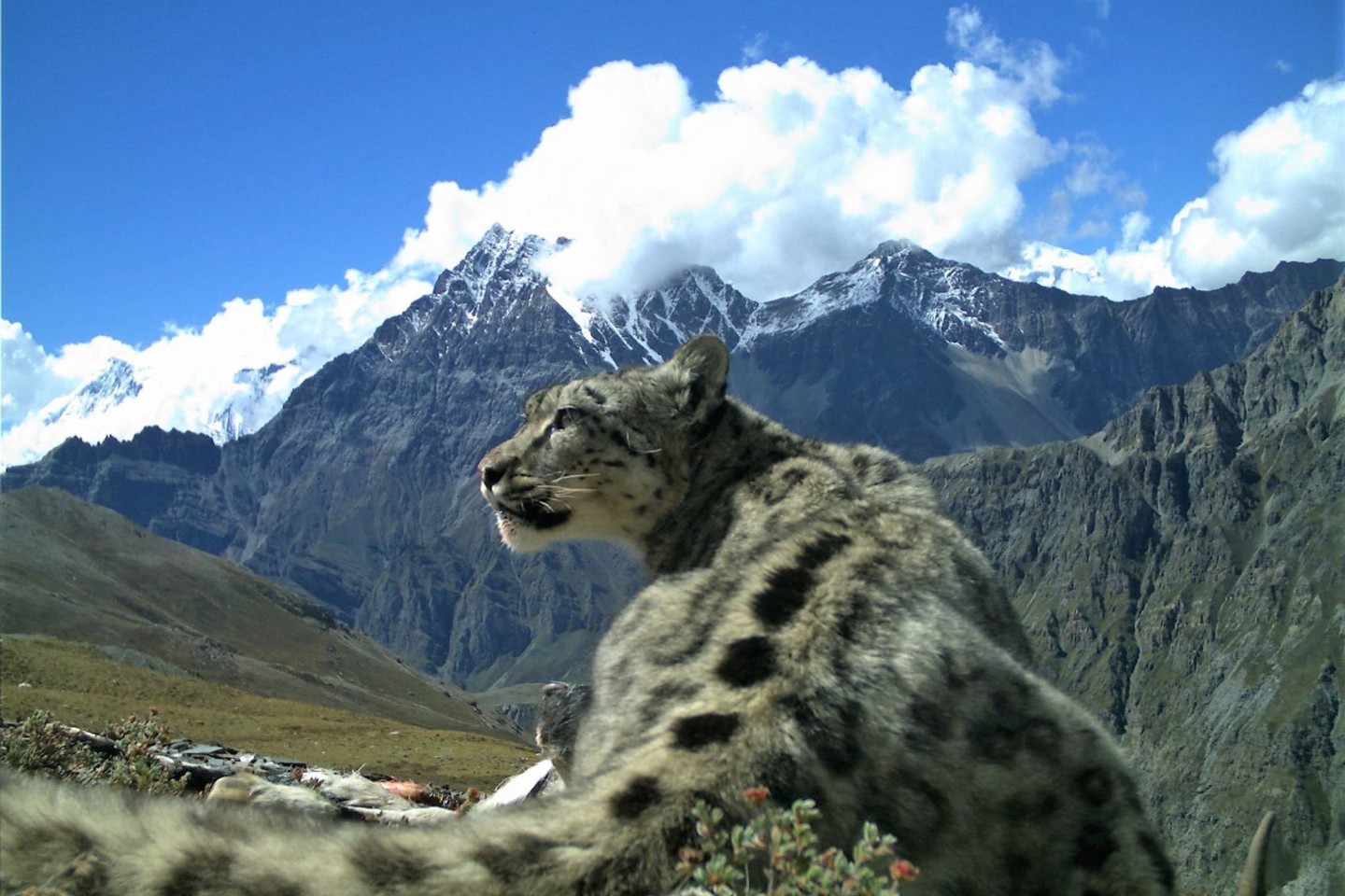 Nach Angaben der Umweltstiftung WWF gibt es noch rund 4200 bis 6400 Schneeleoparden, die im Hochgebirge Zentralasiens und des Himalayas in Freiheit leben.