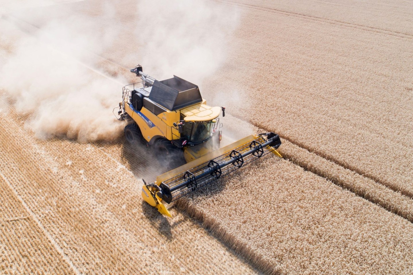 Was Sie auf diesem Bild nicht hören können: Bei der Ernte schreit Weizen um sein Leben.