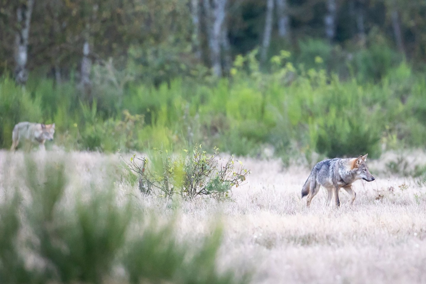 In Schweden hat die größte Wolfsjagd seit Wiedereinführung der Lizenzjagd 2010 begonnen.