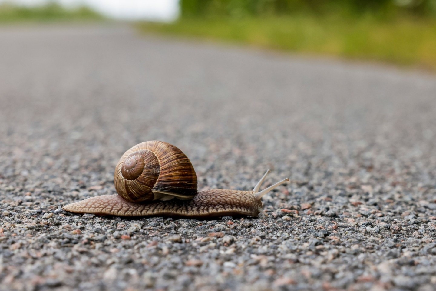 Eine Schnecke überquert einen Fahrradweg.